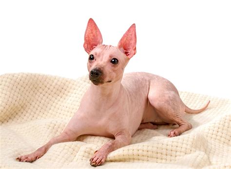 Why Are There Hairless Dogs