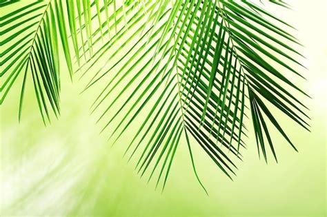 Premium Photo | Green palm leaves background