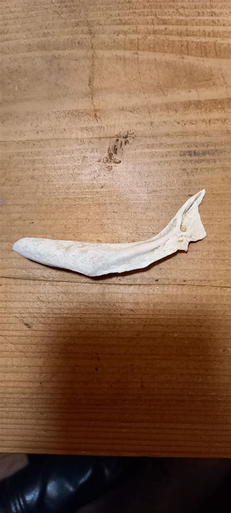 Kind of curious shaped bone i found on the beach : r/whatisthisbone