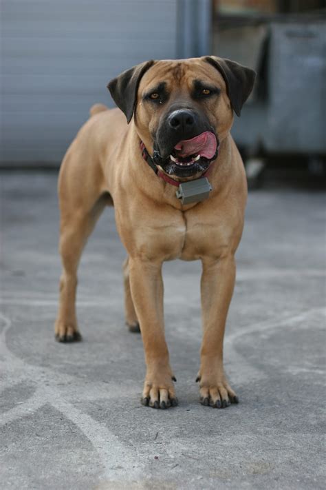 Dog experts debate the American Mastiff vs other giant breeds 9