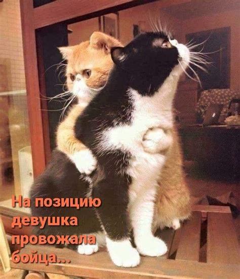 Пин от пользователя Нина Янковская на доске Юморные кошки | Смешные ...
