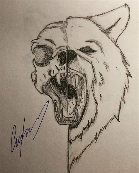 Bear Skull Drawing at PaintingValley.com | Explore collection of Bear Skull Drawing