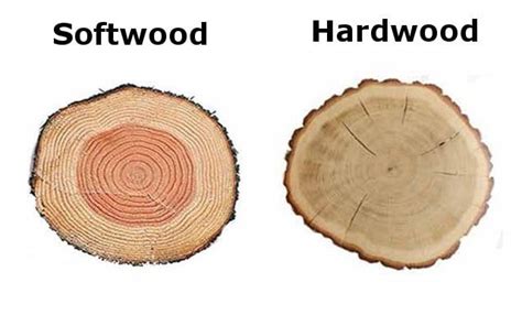 Hardwood VS Softwood: What's Best For You? 7 Differences