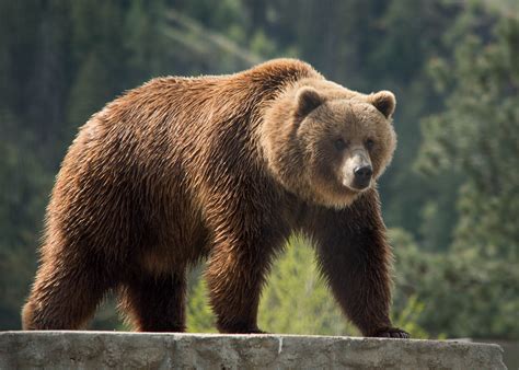 British Columbia Wildlife Park Tickets Store | emergencydentistry.com