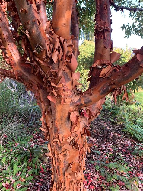 Buy Acer griseum - Paperbark Maple — Mr Maple │ Buy Japanese Maple Trees
