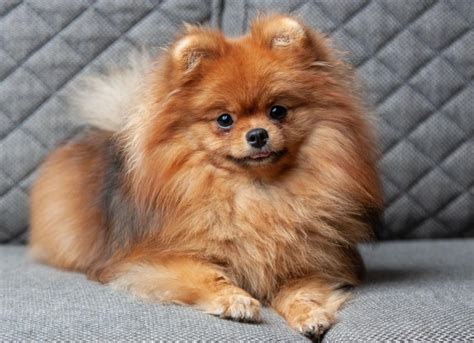 cute white pomeranian dog names
