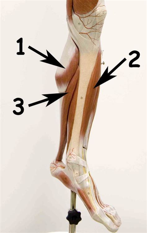 leg medial diagram quizlet