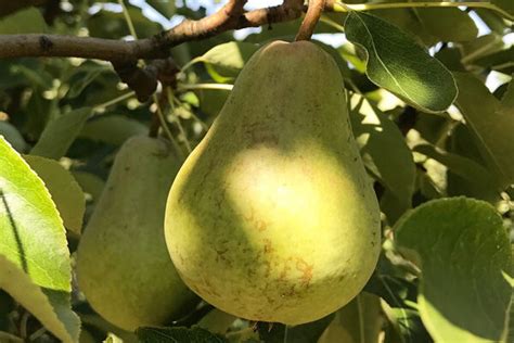 European Pear Trees | Cloud Mountain Farm Center & Nursery