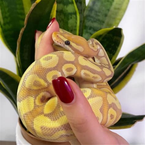 banana ball python ball python pet snake pretty snakes