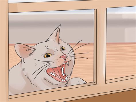 How To Treat Cat Scratch Disease At Home at Kenneth Magee blog