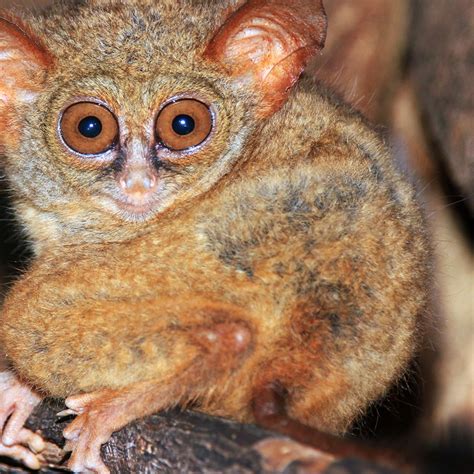 amazing rainforest animals rainforest alliance vrogueco