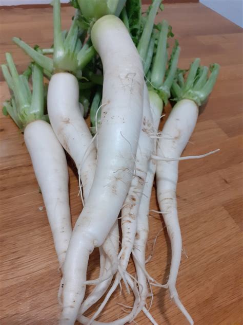 mula mola muli daikon white radish bangladeshi vegetable seeds