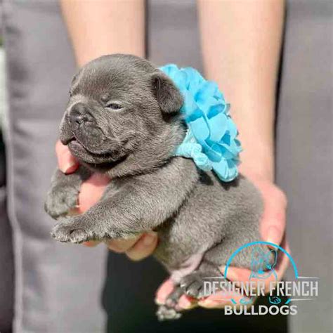 blue frenchie puppy  sale blue french bulldog male puppies