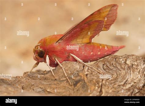 Closeup of the colorful pink Small Elephant Hawk-moth , Deilephila