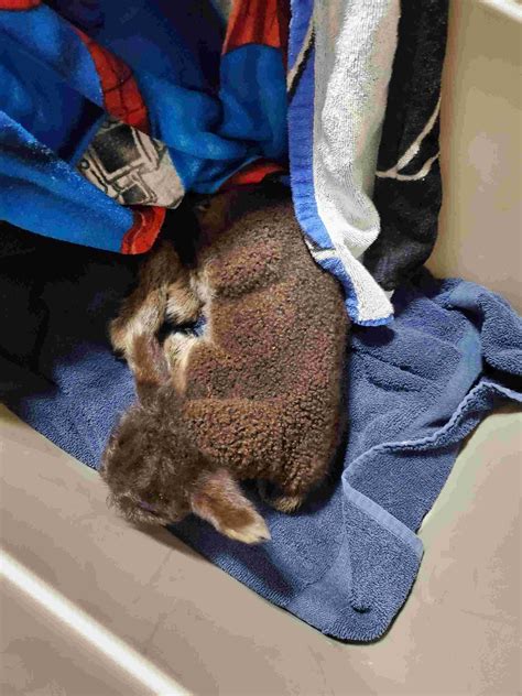 we had a lamb born Thursday early morning in the mud and maybe a little