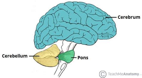 The Cerebellum - Structure - Position - Vasculature - TeachMeAnatomy