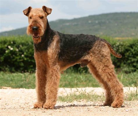 Airedale Terrier Info, Size, Temperament, Lifespan, and Pictures