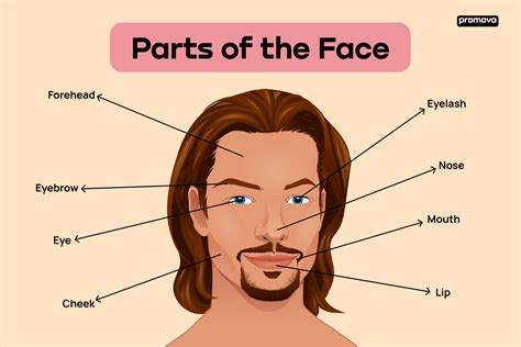 parts   face  fun guide  face parts names  english promova