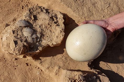 ostrich laying eggs
