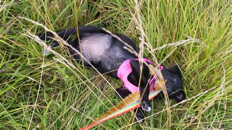 Scarlett Mae : r/rarepuppers