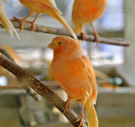 A Visit with My Beautiful Canaries - The Martha Stewart Blog