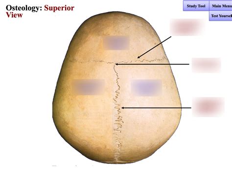 osteology face superior view diagram quizlet