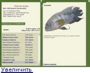 Чёрная акара • Рыбы • РУССКАЯ РЫБАЛКА