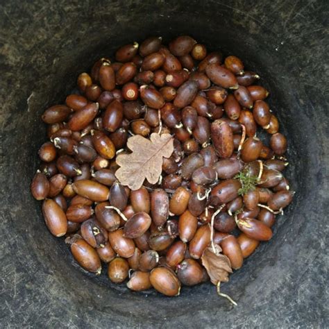 Acorn Seed Saving Day - Walking Forest