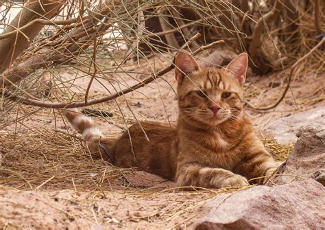 The Domestication of Cats: A Journey Spanning Thousands of Years