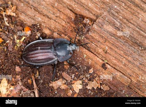 carrion beetles, burying beetles (Silpha carinata), carrion beetle on ...