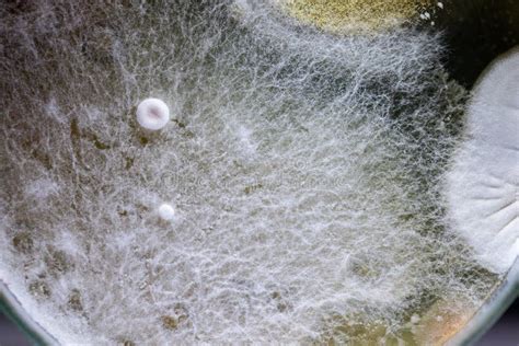 Colony Characteristics of Mold Under the Microscope. Stock Image ...