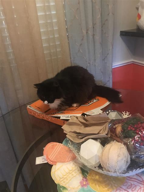 Sometimes I let my neighbors cat in my house because they let their