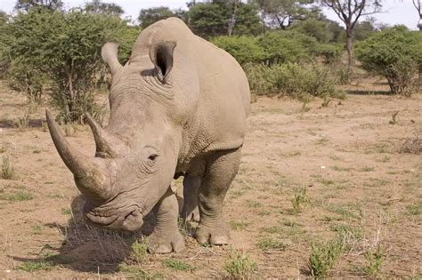 Endangered Rhino Poaching Information | All About Wildlife