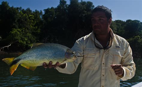 Doradeada Infernal! Dorado fishing report from Parana river - Faraway