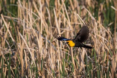 Best Yellow-headed Blackbird Posts - Reddit