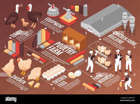 poultry farm egg production process  stephanie kingston blog