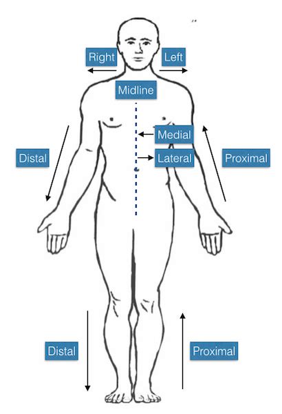 anatomical position – A Fistful of Neurons
