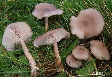 Mérgezők :: Gombák világa