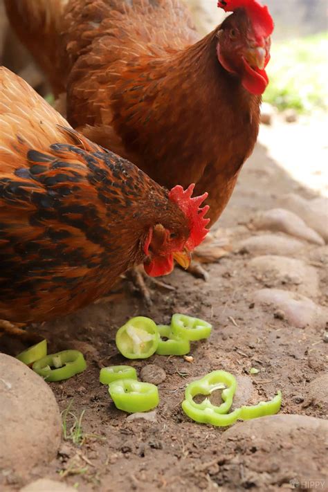 can pigs eat jalapenos