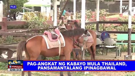 pag angkat ng kabayo mula thailand pansamantalang ipinagbawal youtube