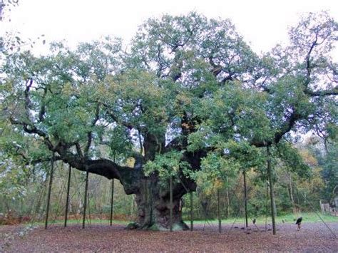 Archaeology and History of Medieval Sherwood Forest: the Major Oak: Icon of Medieval Sherwood Forest