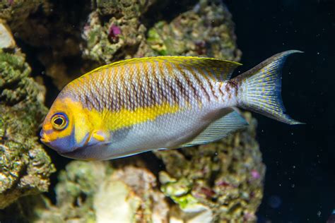 Japanese Swallow · Genicanthus semifasciatus · Reeflings Library