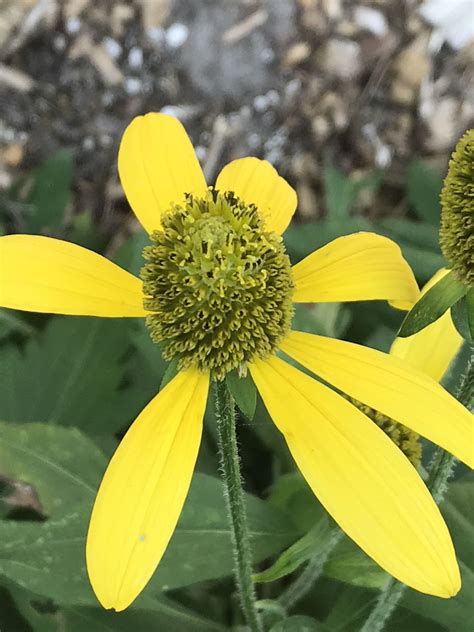 Cutleaf Coneflower | Florida botanical gardens, Digital photography ...