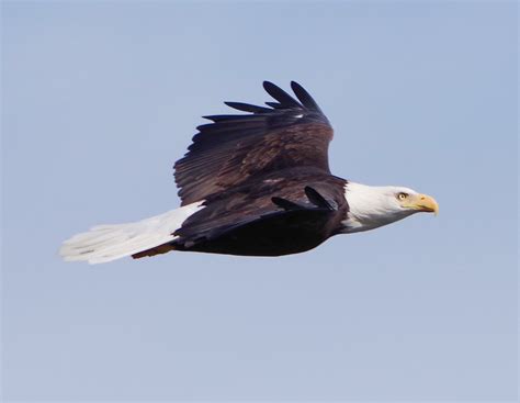 Alaskan bald eagle. : r/alaska