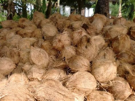 Semi Husk Coconut at best price in Madurai by Blue Ray Exports | ID ...