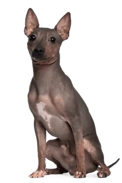 American Hairless Terrier | Dog Breed Info, Guide & Care