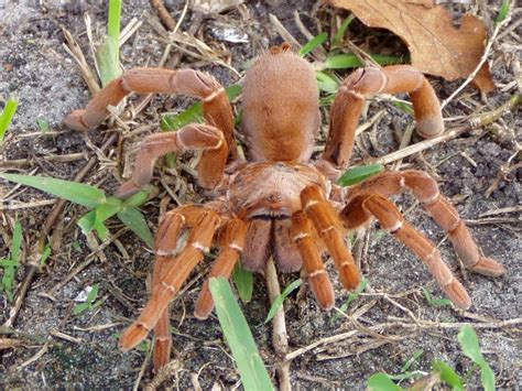 Especies De Aranhas Brasileiras - Espécies de Aranhas Grandes no Brasil e no Mundo | Mundo Ecologia