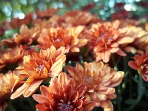 Best Orange Summer Flowers at Lois Katz blog