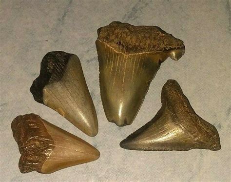 4 Megalodon era fossil shark teeth in the 1 to 1 and 1/2 inch range ...