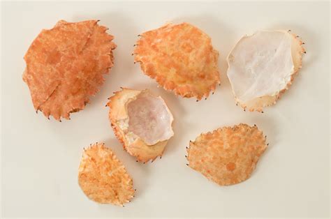 The comprehensive research of Chitosan Lyphar Supply Good Quality
